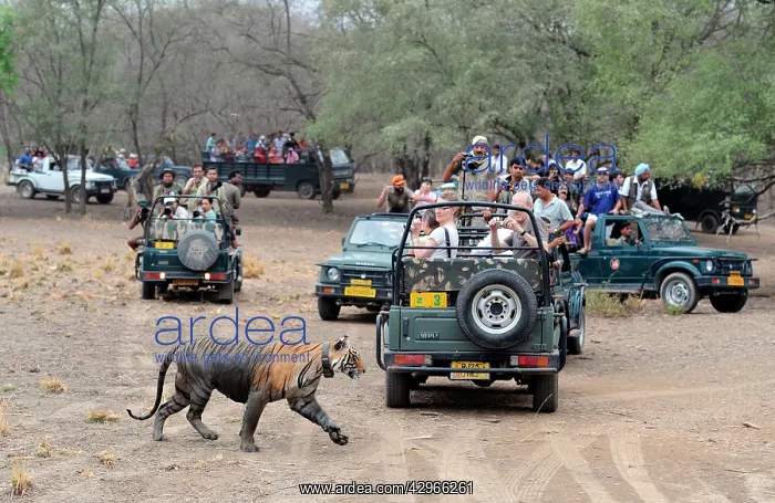 : Tiger - walking past watching tourists in jeeps : Tiger - walking past watching tourists in jeeps
