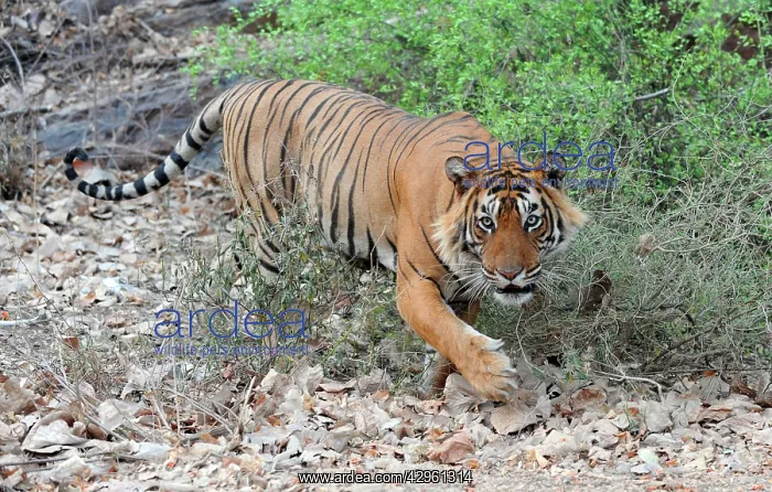 : Tiger - walking - Ranthambhore National Park : Tiger - walking - Ranthambhore National Park
