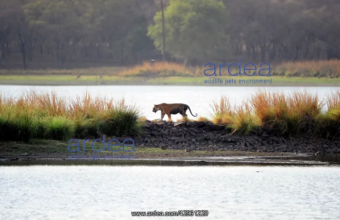 : Tiger - walking across wall in middle of Rajbagh Lake : Tiger - walking across wall in middle of Rajbagh Lake