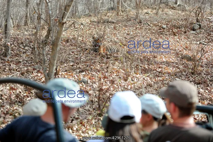 : Tiger - being watched by tourists : Tiger - being watched by tourists