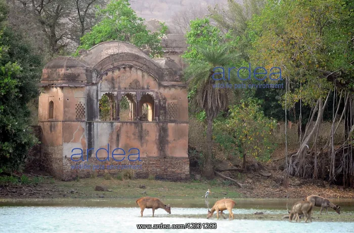 : Tiger - watching Sambar Deer (Cervus unicolor) : Tiger - watching Sambar Deer (Cervus unicolor)