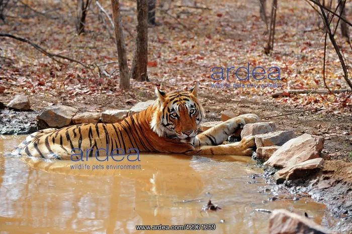 : Tiger - in water pool : Tiger - in water pool