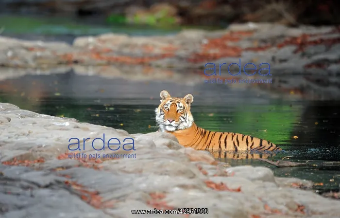 : Tiger - in water pool : Tiger - in water pool