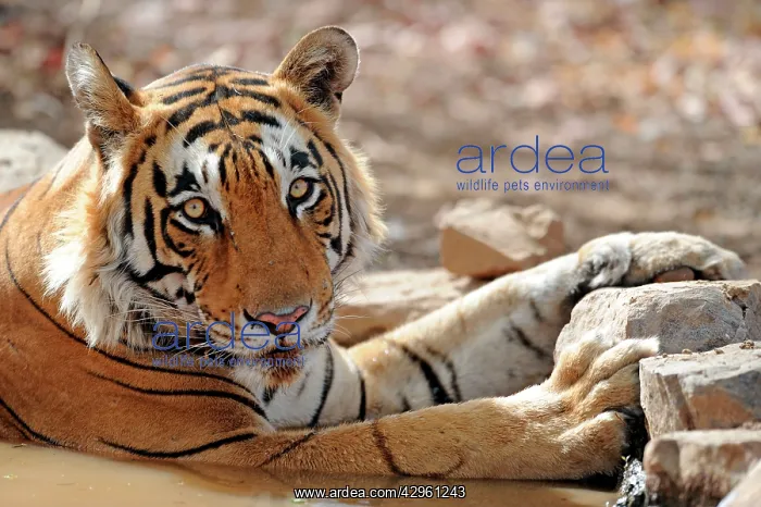  : Tiger - in water pool - Ranthambhore National Park