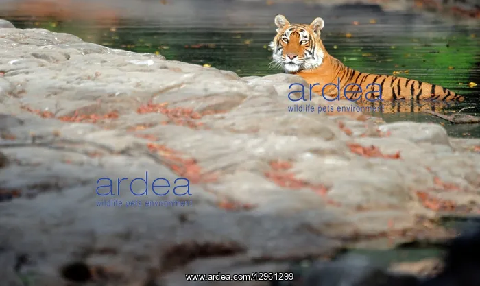 : Tiger - in water pool - Ranthambhore National Park : Tiger - in water pool - Ranthambhore National Park