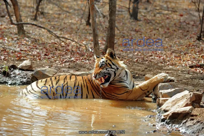 : Tiger - in water pool - snarling : Tiger - in water pool - snarling
