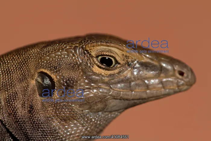 : Tiger Whiptail : Tiger Whiptail