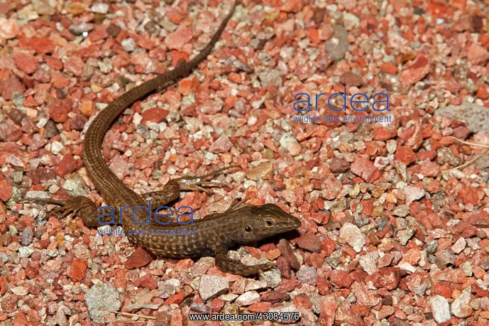 : Tiger Whiptail : Tiger Whiptail