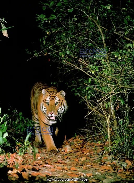 : Tiger - in wild, at night : Tiger - in wild, at night