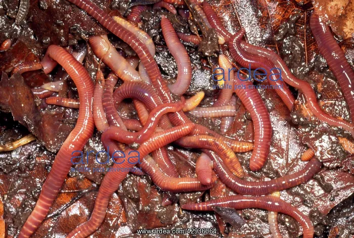  : Tiger Worms - compost heap