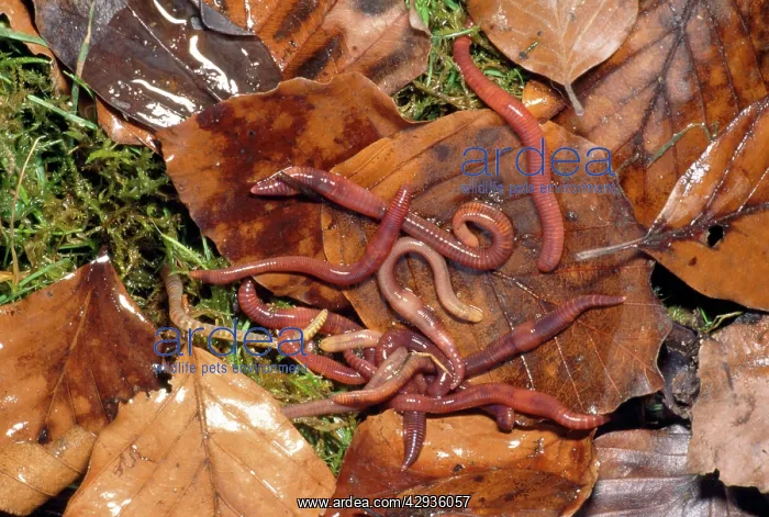 : Tiger Worms - leaf mould : Tiger Worms - leaf mould