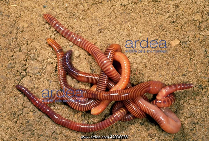 : Tiger Worms - leaf mould : Tiger Worms - leaf mould