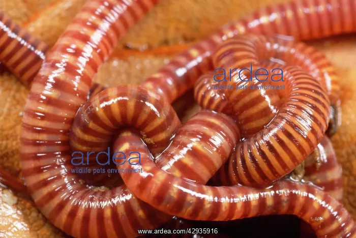 : Tiger Worms - showing stripes : Tiger Worms - showing stripes