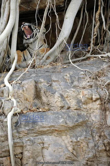  : Tiger - yawning from roots of Banyan Tree (Ficus
