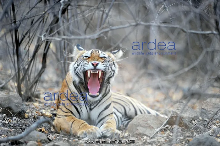 : Tiger - yawning showing canines : Tiger - yawning showing canines