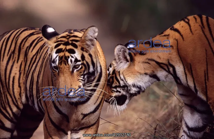 : Tiger - Two year-old female greeting brother