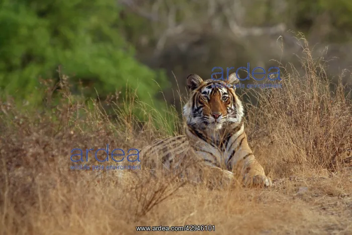 : Tiger - Young female sub-adult Tigress : Tiger - Young female sub-adult Tigress