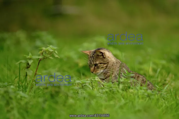 : Tigered domestic cat on the hunt : Tigered domestic cat on the hunt
