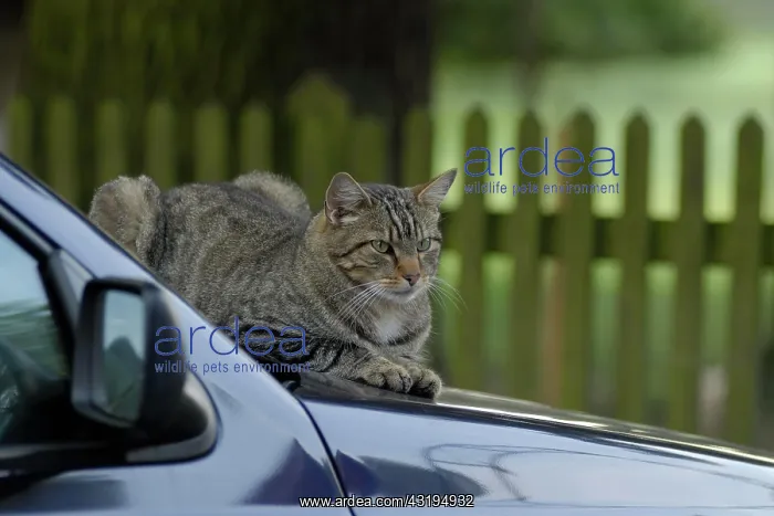 : Tigered hangover on bonnet : Tigered hangover on bonnet