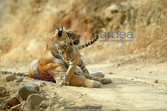 : Tigers - 3 month old cub with mother : Tigers - 3 month old cub with mother