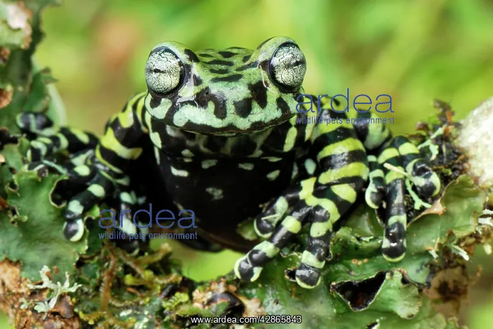 : Tiger's Treefrog : Tiger's Treefrog