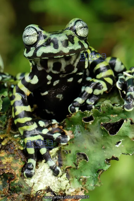 : Tiger's Treefrog : Tiger's Treefrog