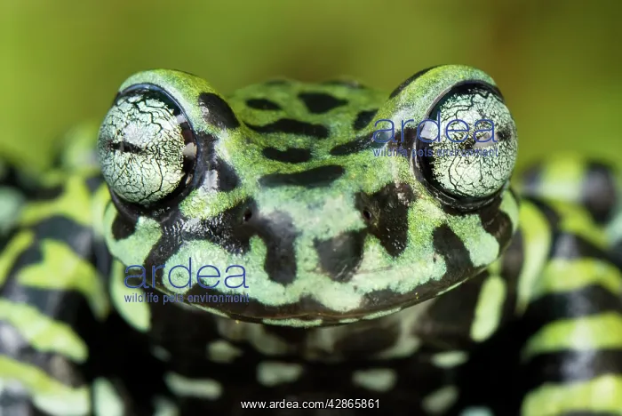 : Tiger's Treefrog : Tiger's Treefrog