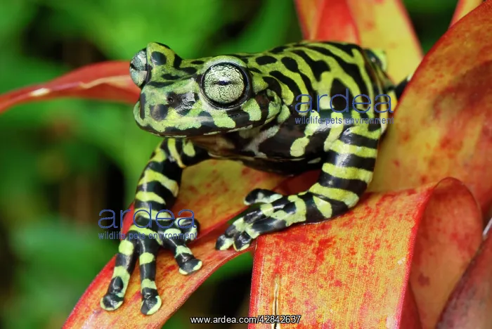 : Tiger's Treefrog on bromeliad : Tiger's Treefrog on bromeliad