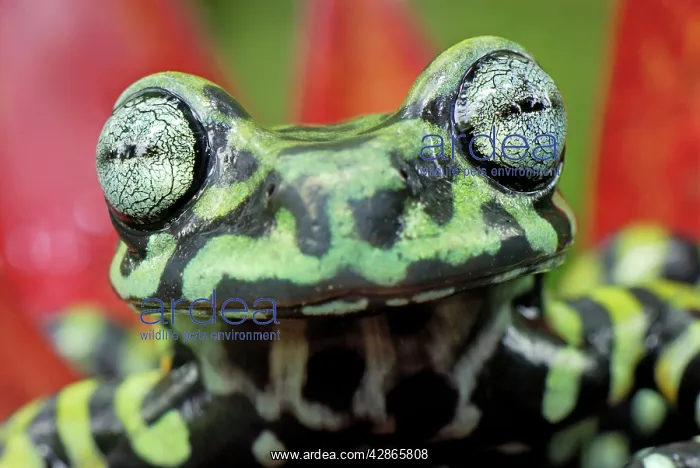 : Tiger's Treefrog on bromeliad : Tiger's Treefrog on bromeliad