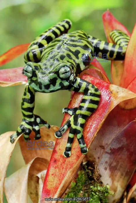 : Tiger's Treefrog on bromeliad : Tiger's Treefrog on bromeliad