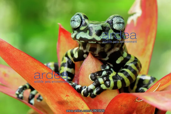 : Tiger's Treefrog on bromeliad : Tiger's Treefrog on bromeliad