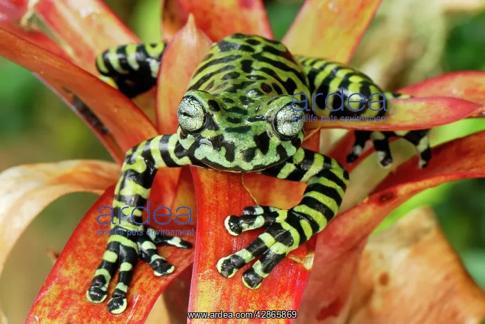 : Tiger's Treefrog on bromeliad : Tiger's Treefrog on bromeliad
