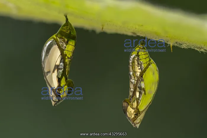 : Tigerwing butterfly pupae (Mechanitis sp.) Ithomiini : Tigerwing butterfly pupae (Mechanitis sp.) Ithomiini