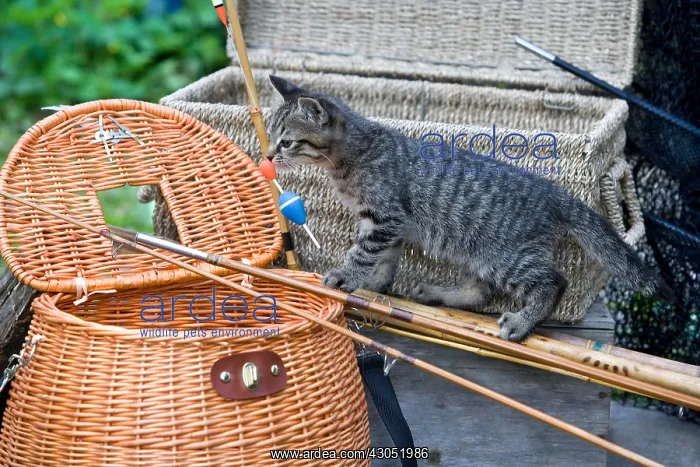: Tigray kitten and fishing basket in Oberbruck Alsace France : Tigray kitten and fishing basket in Oberbruck Alsace France