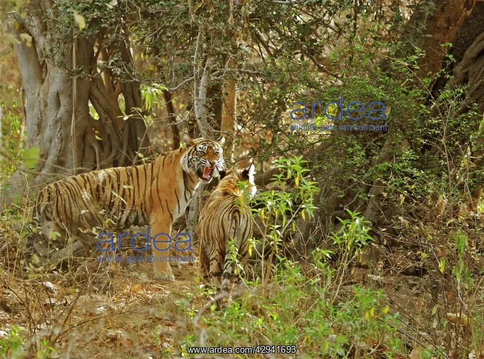  : Tigress and cub - Tigress interacts with her cub
