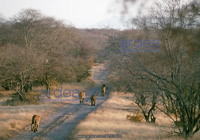  : Tigress and Cubs walking down track