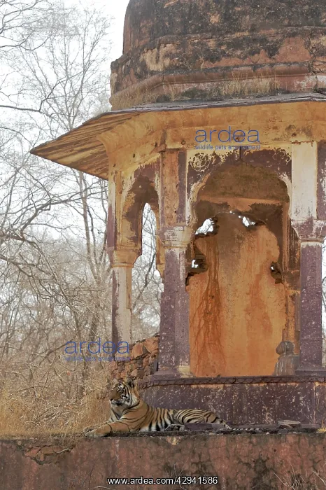 : Tigress - large cub lying on chhatri base (elevated : Tigress - large cub lying on chhatri base (elevated