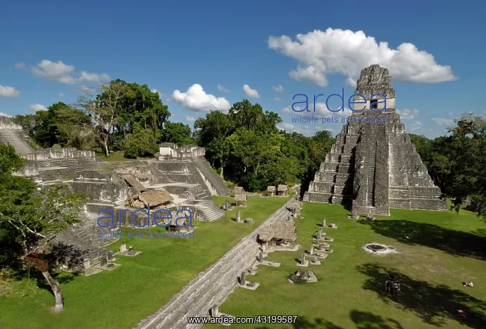 : Tikal, Mayan ruins, view from Temple II toward Temple : Tikal, Mayan ruins, view from Temple II toward Temple