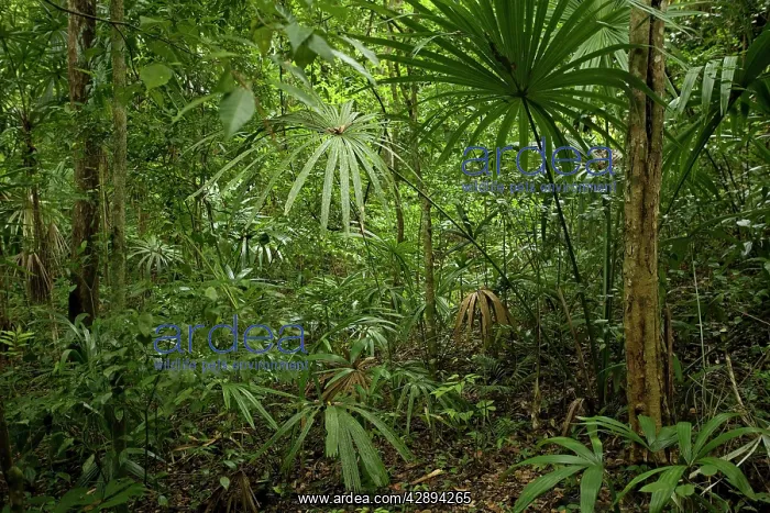  : Tikal Rainforest