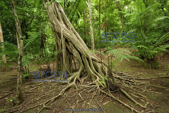  : Tikal Rainforest