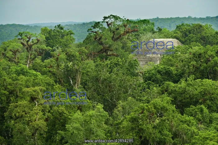 : Tikal Site - Rainforest : Tikal Site - Rainforest