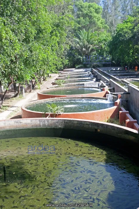 : Tilapia cultivation ponds : Tilapia cultivation ponds