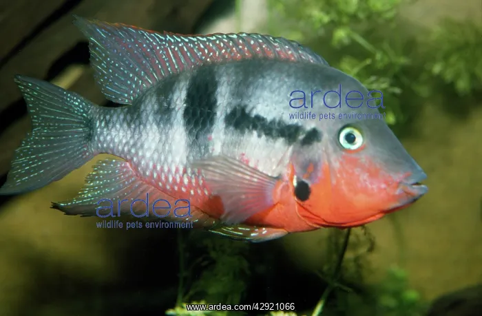 : Tilapia Fish - adult male : Tilapia Fish - adult male