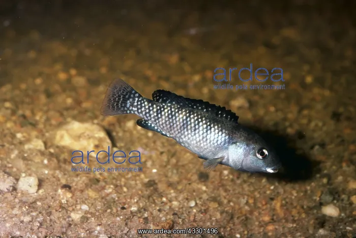 : TILAPIA Grahami : TILAPIA Grahami