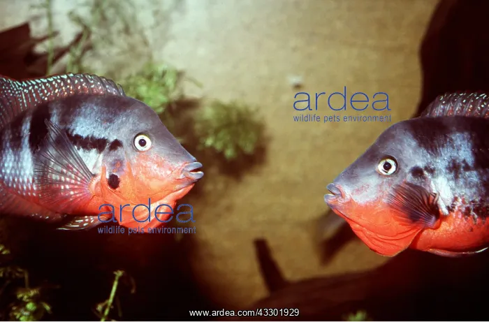 : TILAPIA - two males displaying, facing each other : TILAPIA - two males displaying, facing each other