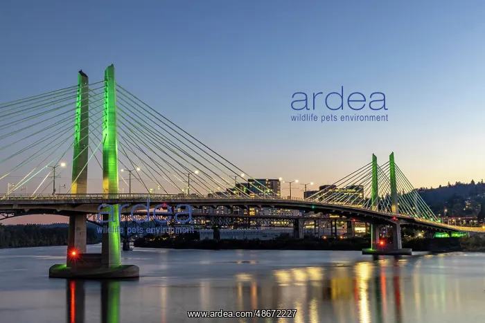 : Tilikum Crossing Bridge from the eastside of the Willamette : Tilikum Crossing Bridge from the eastside of the Willamette
