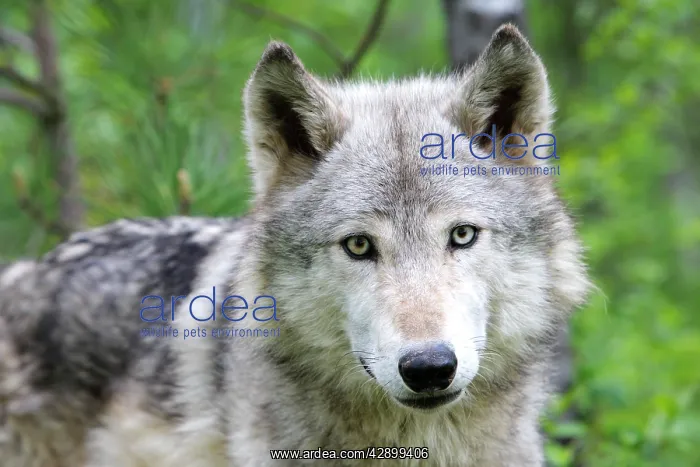 : Timber / Grey Wolf : Timber / Grey Wolf