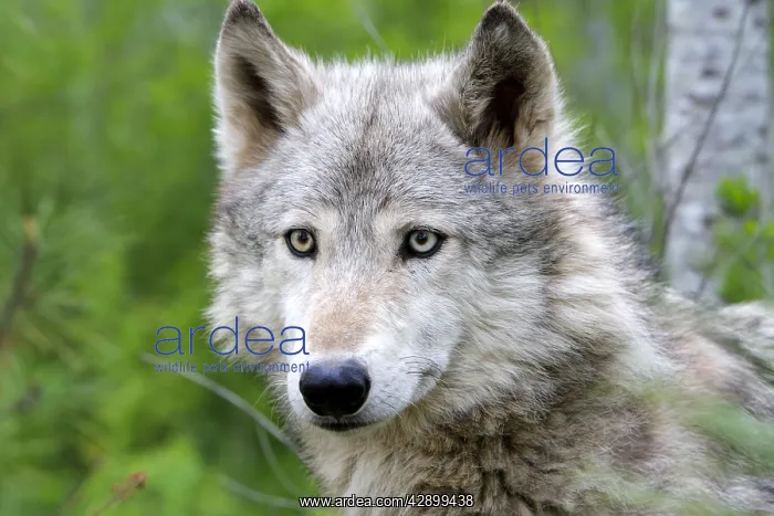 : Timber / Grey Wolf : Timber / Grey Wolf