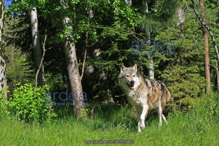: Timber / Grey Wolf : Timber / Grey Wolf