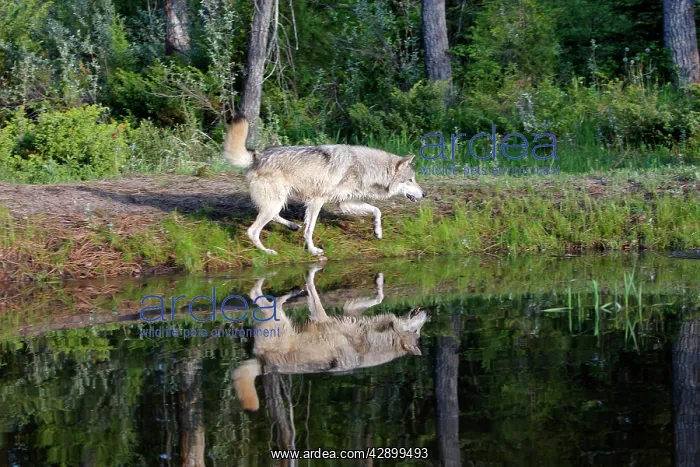 : Timber / Grey Wolf : Timber / Grey Wolf